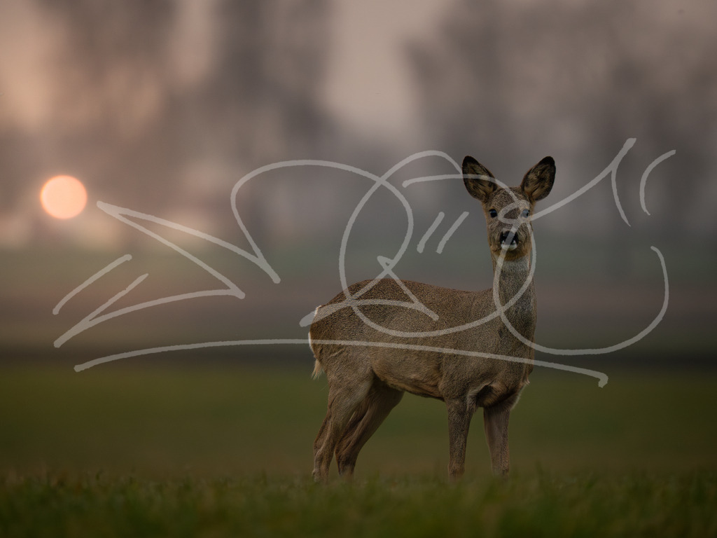 Traumbild | Über dieses Bild bin ich sehr dankbar. Die Qualität ist überragend! Das Reh kam so nah zu mir so, dass ich das Bild nicht zuschneiden musste. Der Bildausschnitt ist beim fotografieren entstanden. Das Licht war perfekt und der Moment magisch. Das Bild kann man auch in sehr groß drucken - Realisiert mit Pictrs.com