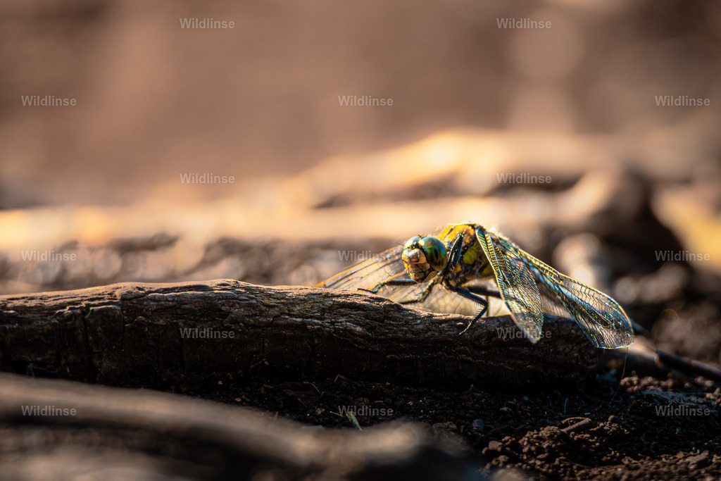 Wildlinse-230621-1 | Willkommen bei Wildlinse. Wildtierfotografien aus Schleswig-Holstein: Entdecke einzigartige Fine-Art-Prints und Poster, die Ruhe, Wildnis und die Schönheit unserer heimischen Tierwelt in dein Zuhause bringen. - Realisiert mit Pictrs.com