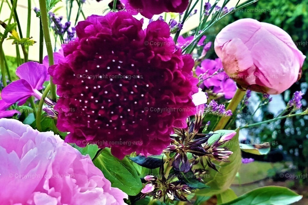 Flowers2 | Blume, Pfingstrose, leuchtende Blüte, Blüte, Stecknadelköpfe