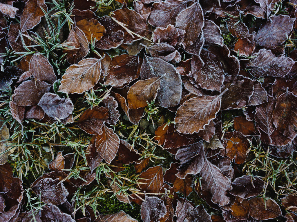 SilvanoPedrett_preview_Baum-19 | silvanopedrett - Realisiert mit Pictrs.com