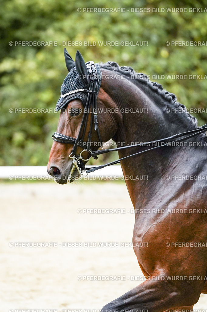 DSC06523 | Pferdegrafie