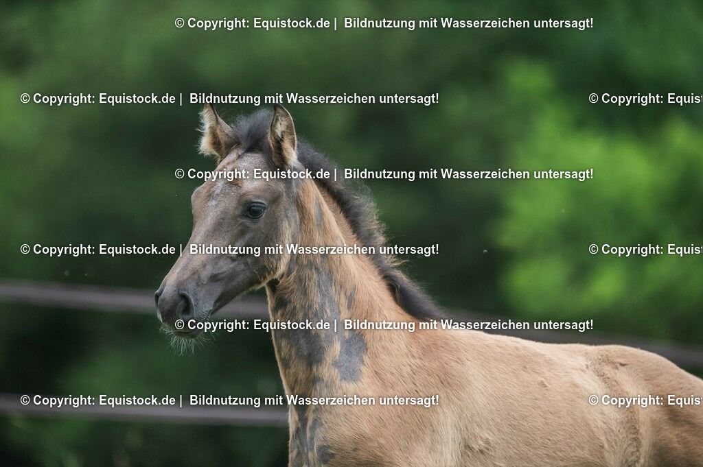 20210623_Fohlen_0493 | Foto: Thomas Hartig