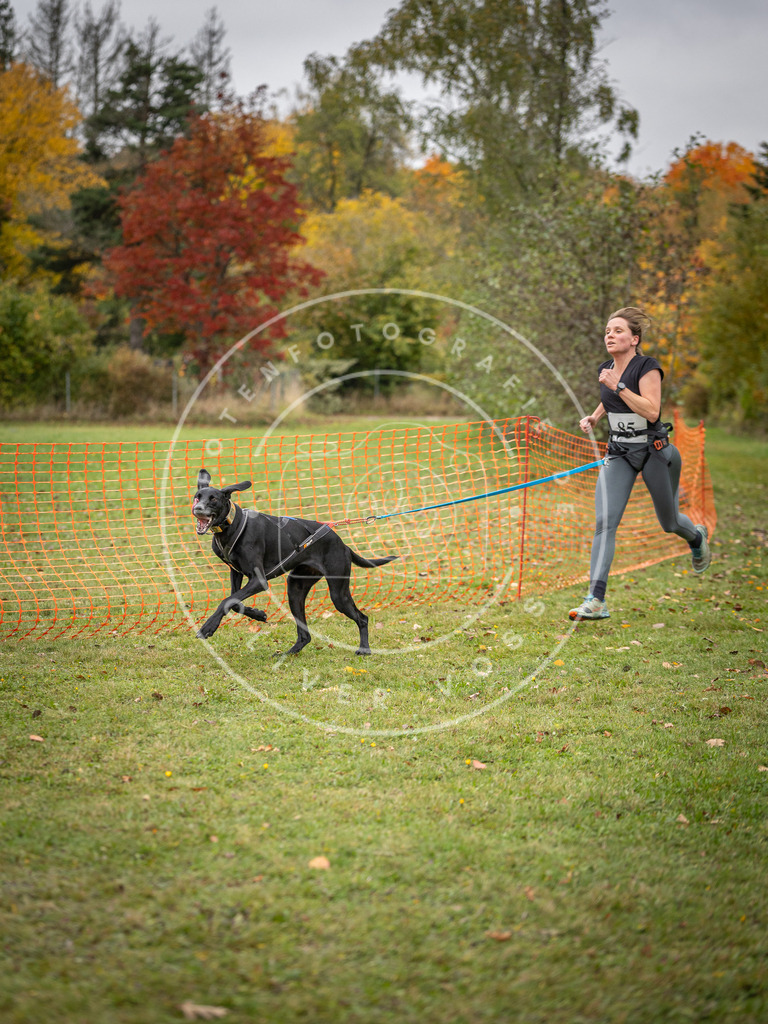 Pfotenfotografie_DV3A3149 | Hundefotografie, Tierfotograf, Pfotenfotografie, Fotoshooting Hund, Hunde Portrait, Hundesport, Hundeportraits, Heideshooting, Hunde, Sportfotograf, Hundefotograf, Turnierhundsport, THS,  - Realisiert mit Pictrs.com