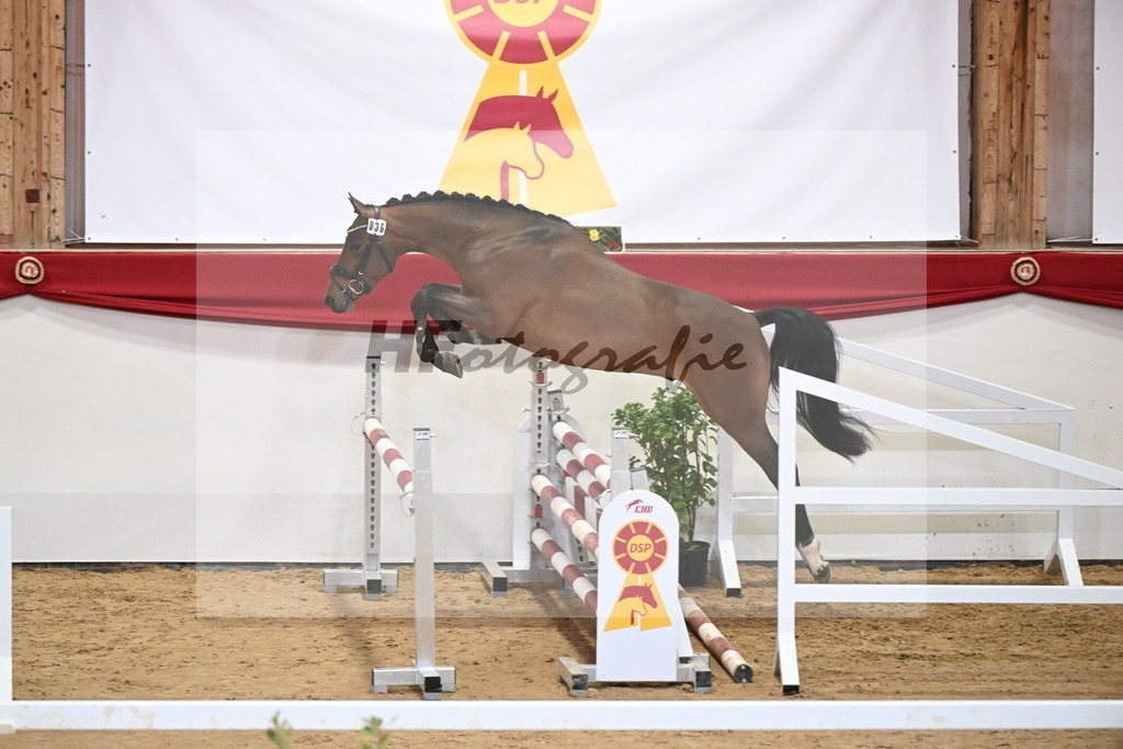 Kat.-Nr. 36 v. Tangelo van de Zuuthoeve_Gehrer_2251288 | hf-fotografie - Realizzato con Pictrs.com