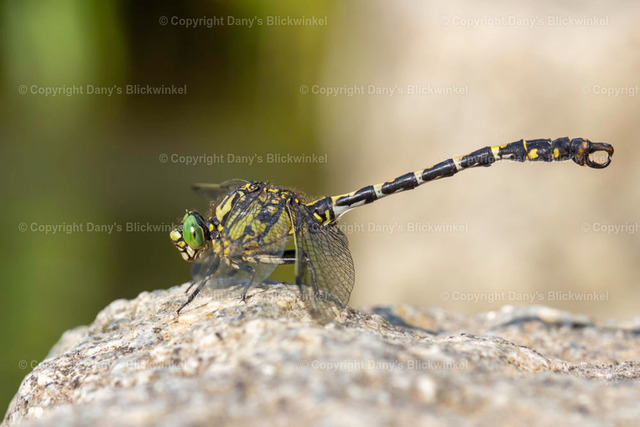 202021 | Tierfotografie, Tierkalender, Tierbilder, Insekten, Spinnen, Vögel, Schmetterling, Libellen, Leinwand, Colorkey, Qualität, Geschenkartikel, Geschenk - Realisiert mit Pictrs.com