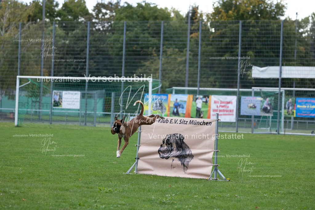 _16A4689 | Einzigartige Fotos von Hunden & Menschen –Actionfotos, Portraits, Vereinsaufnahmen & Paarshootings – authentisch, lebendig & mit Herz.