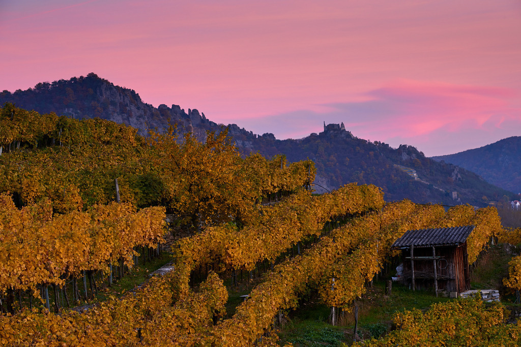 Herbstlicher Weingarten | Weissenkirchen, Austria - November 01, 2016: Herbstlicher Weingarten. - Realisiert mit Pictrs.com