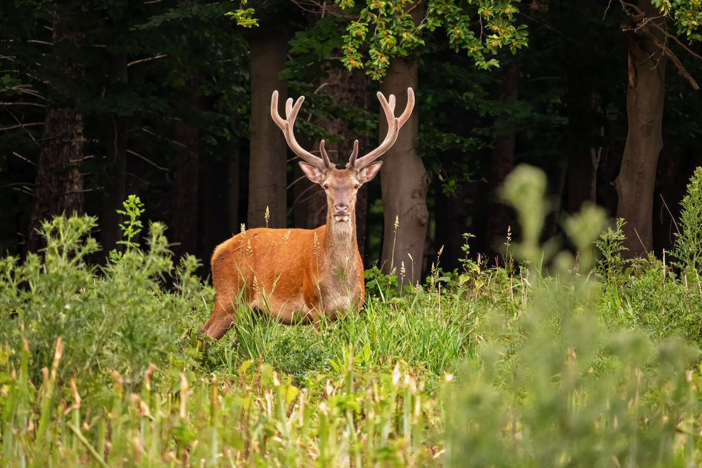 Wandbild - Rothirsch Majestät der Wälder | Ein stattlicher Hirsch mit beeindruckendem Geweih steht aufmerksam in einer Waldlichtung. Sein rotbraunes Fell hebt sich deutlich von dem saftigen Grün der Umgebung ab. Der Hirsch steht ruhig und gelassen, sein Blick ist direkt auf die Kamera gerichtet. Im Hintergrund erstreckt sich der dichte Wald, der in dunklen Tönen gehalten ist und dem Bild eine mystische Atmosphäre verleiht. Im Vordergrund sind verschiedene Gräser und Pflanzen zu sehen, die das natürliche Umfeld des Hirsches betonen.