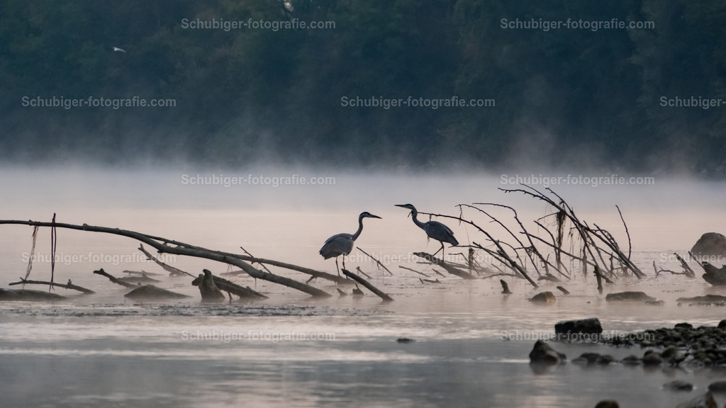 Fischreiher | Fischreiher im Morgennebel über der Aare - Realisiert mit Pictrs.com