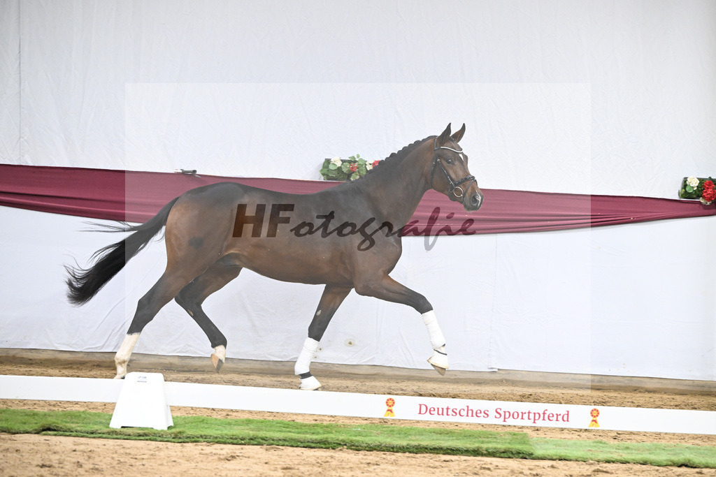 Kat-Nr. 47 Taurus x Floriscount_Thomas Casper u Horst Eulich_47251672 | hf-fotografie - Realisiert mit Pictrs.com