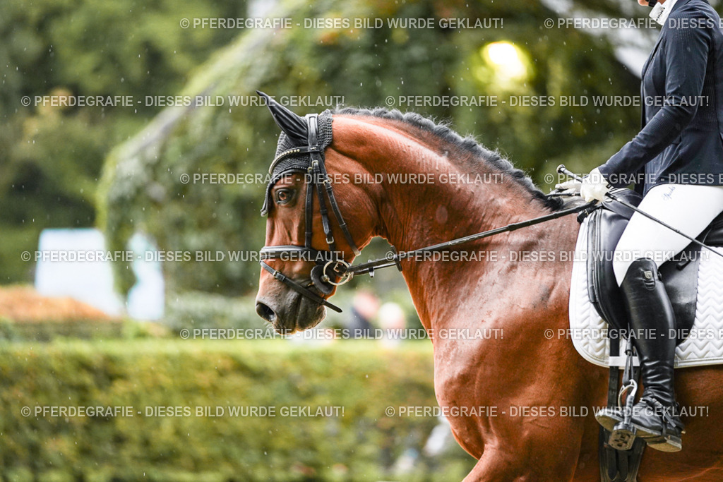 DSC07264 | Pferdegrafie