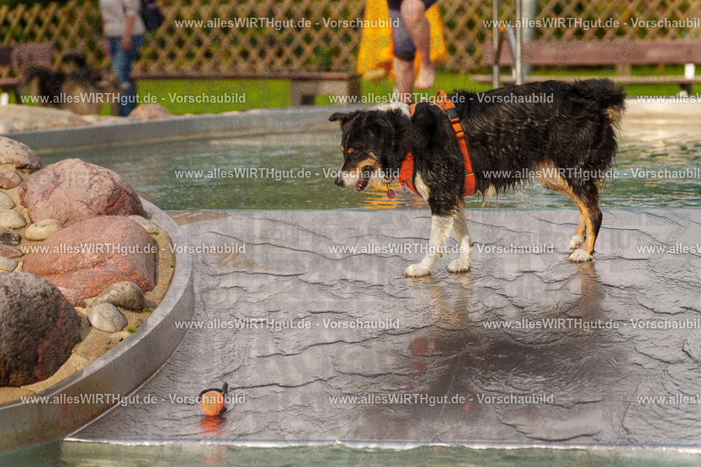 Hundeschwimmen_Grefrath_2026-allesWIRTHgut_Tierfotografie-11_47-7R503508 | Professionelle Tierfotografie in Mönchengladbach von Daniel Wirth (allesWIRTHgut). Liebevolle & natürliche Bilder von Hunden & Katzen für unvergessliche Erinnerungen.