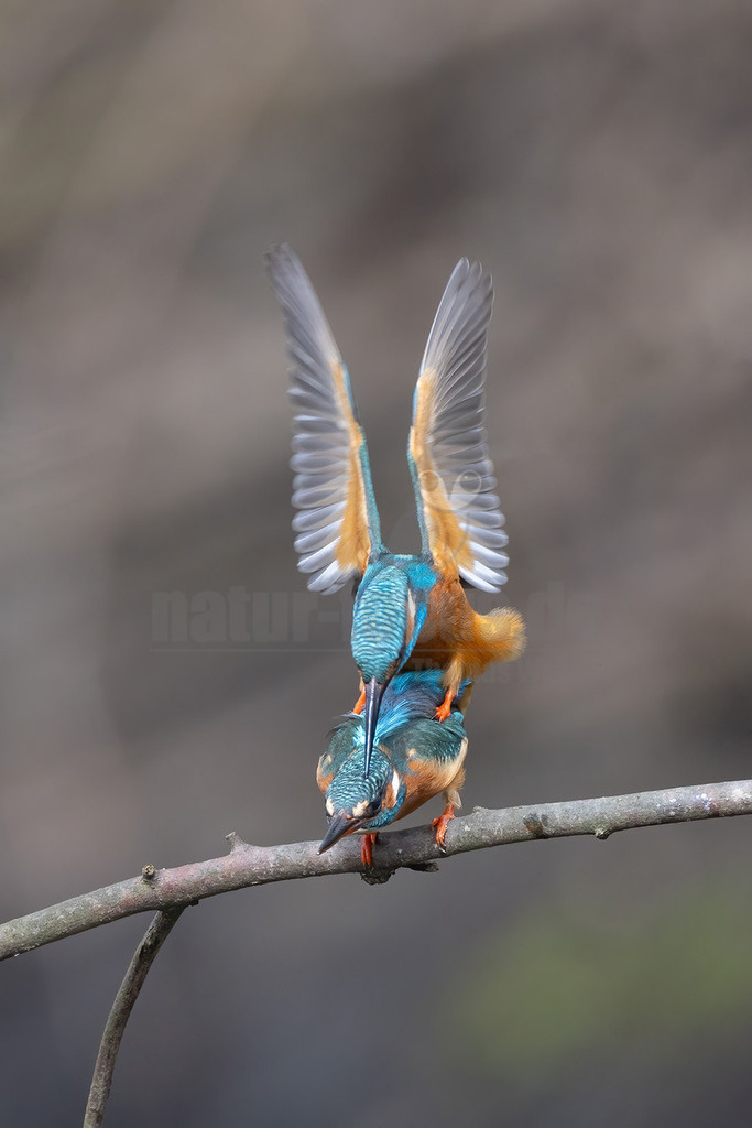 R5NF1210-20230325 | Der Eisvogel (Alcedo atthis) ist die einzige in Mitteleuropa vorkommende Art aus der Familie der Eisvögel (Alcedinidae). Er besiedelt weite Teile Europas, Asiens sowie das westliche Nordafrika und lebt an mäßig schnell fließenden oder stehenden, klaren Gewässern mit Kleinfischbestand und Sitzwarten. - Realisiert mit Pictrs.com