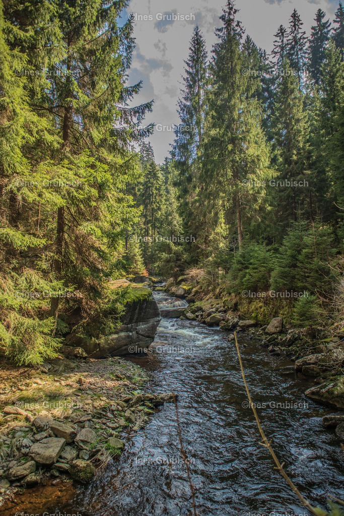 Schwarzwassertal | Lila Lubbenbomm - Artwork by Ines Grubisch - Realisiert mit Pictrs.com