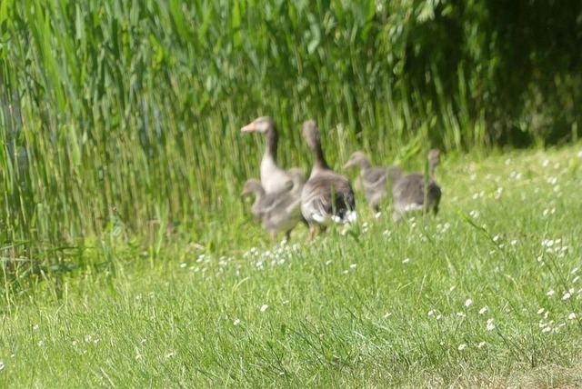 Graugänse (5)VSB | Verkauf von Fotos und  Videoclips zumThema Natur.Motive sind Pflanzen, Tiere, Landschaftenund Wetter - Realisiert mit Pictrs.com