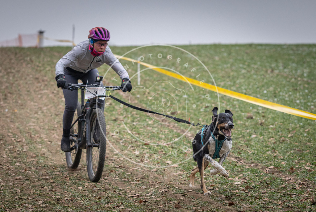 Pfotenfotografie_DV3A0970 | Hundefotografie, Tierfotograf, Pfotenfotografie, Fotoshooting Hund, Hunde Portrait, Hundesport, Hundeportraits, Heideshooting, Hunde, Sportfotograf, Hundefotograf, Turnierhundsport, THS,  - Realisiert mit Pictrs.com