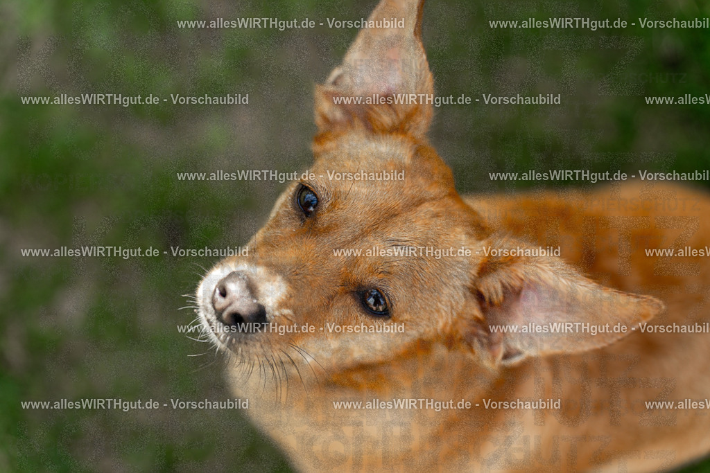 Hundeschwimmen_Volksbad_2026-allesWIRTHgut_Tierfotografie-2609061204-111409-7R500146 | Professionelle Tierfotografie in Mönchengladbach von Daniel Wirth (allesWIRTHgut). Liebevolle & natürliche Bilder von Hunden & Katzen für unvergessliche Erinnerungen.