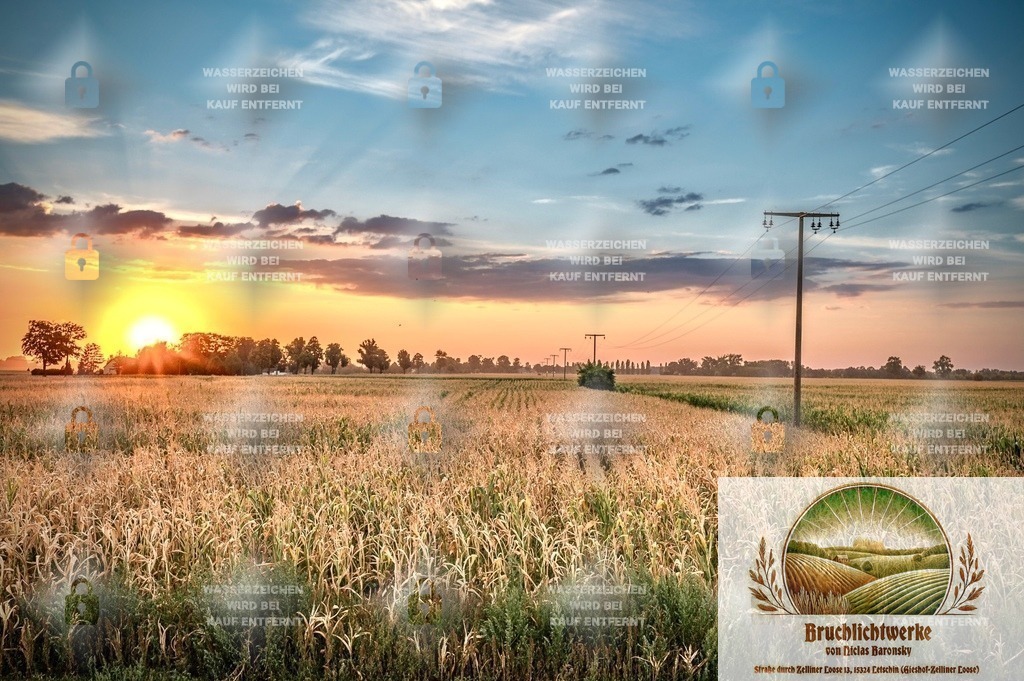 Maisbruch | Professioneller Fotograf mit 10 Jahren Erfahrung. Landschafts- und Hochzeitsfotografie im Oderbruch. Workshops und beeindruckende Bilder für besondere Momente.