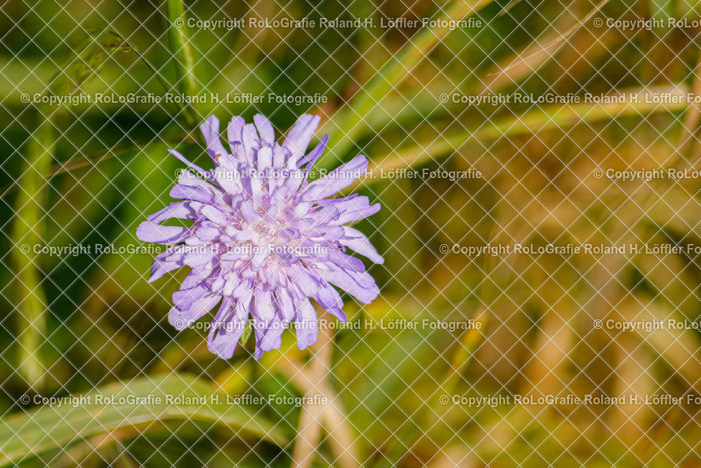 Witwenblume_Knautia arvernensis (Briq.) Szab__Familie-Caprifoliaceae | Witwenblume, nautia arvernensis (Briq.) Szab., aus der Familie der Caprifoliaceae - Realisiert mit Pictrs.com