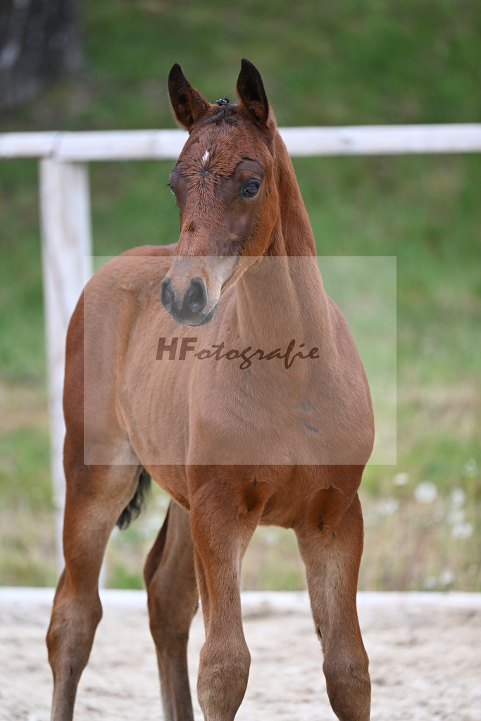 Kat-Nr. 7 HF Der Zauberlehrling x Cosmo Royale_Fuchs_24260335 | hf-fotografie - Realisiert mit Pictrs.com