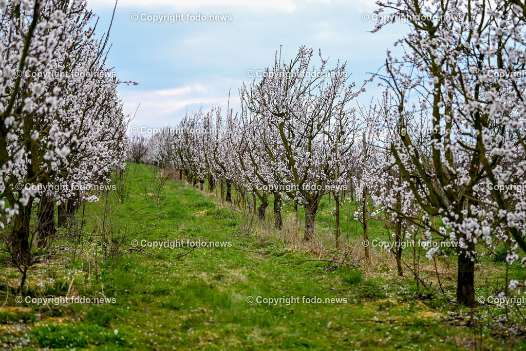Marillenbluete Niederneukirchen_ 21.03.2024-6 | 21.03.2024, Niederneukirchen, AUT, Marillenbluete, im Bild Marillenbluete, Baeume, Blueten, Knospen, Marillen, Fruechte, Obst, Obstbauer, Fruehling