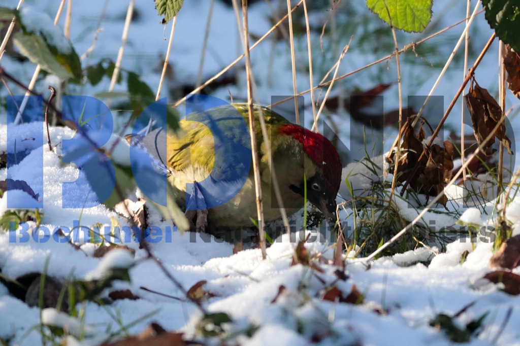Gruener Specht {date} -  | {headline}



(Foto: Sebastian Sendlak / BOND)

 - Realisiert mit Pictrs.com