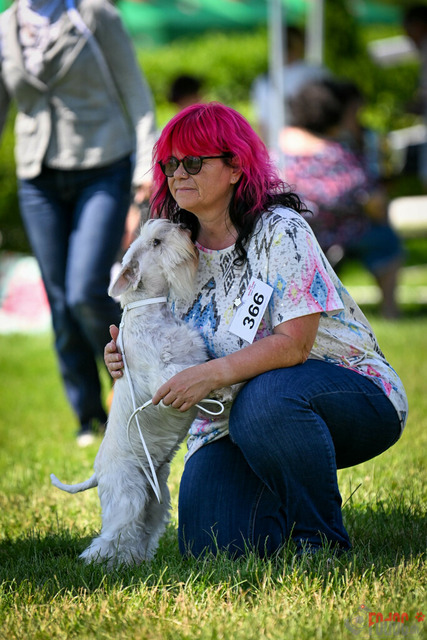 Dogshow CACIB Samstag in Aarau | Dogshow CACIB Samstag in Aarau. 24.06.2023 Foto: LeoWyden