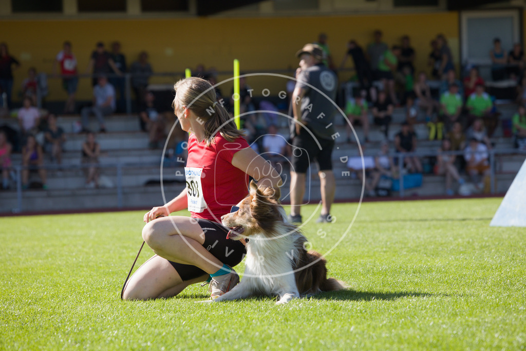 0L8A8084 | Hundefotografie, Tierfotograf, Pfotenfotografie, Fotoshooting Hund, Hunde Portrait, Hundesport, Hundeportraits, Heideshooting, Hunde, Sportfotograf, Hundefotograf, Turnierhundsport, THS,  - Realisiert mit Pictrs.com