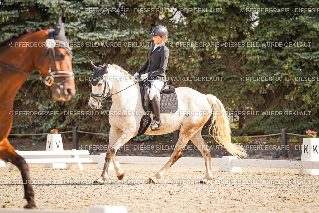 DSC00576 | Pferdegrafie