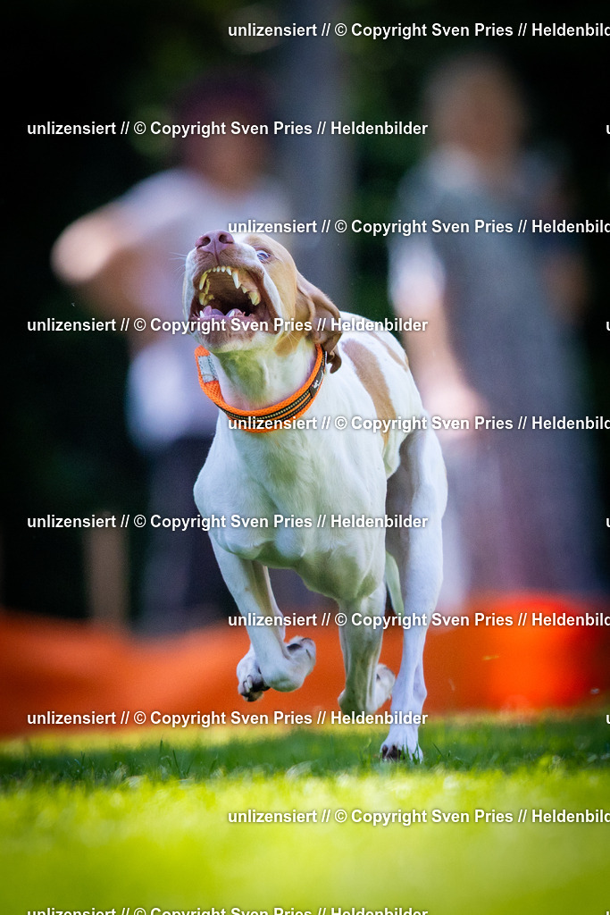 Sven Pries | 2025-08-10 - Hunderennen Durlach - Realisiert mit Pictrs.com