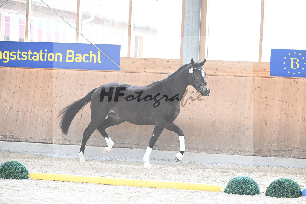 Kat-Nr. 79 nn v. Freiherr v. Stein_Wezel_7241265 | hf-fotografie - Realizzato con Pictrs.com