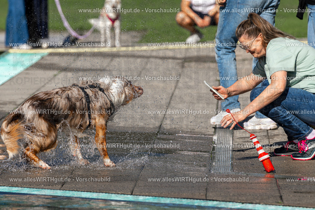 Hundeschwimmen_Volksbad_2026-allesWIRTHgut_Tierfotografie-2609061034-FAY05949 | Professionelle Tierfotografie in Mönchengladbach von Daniel Wirth (allesWIRTHgut). Liebevolle & natürliche Bilder von Hunden & Katzen für unvergessliche Erinnerungen.