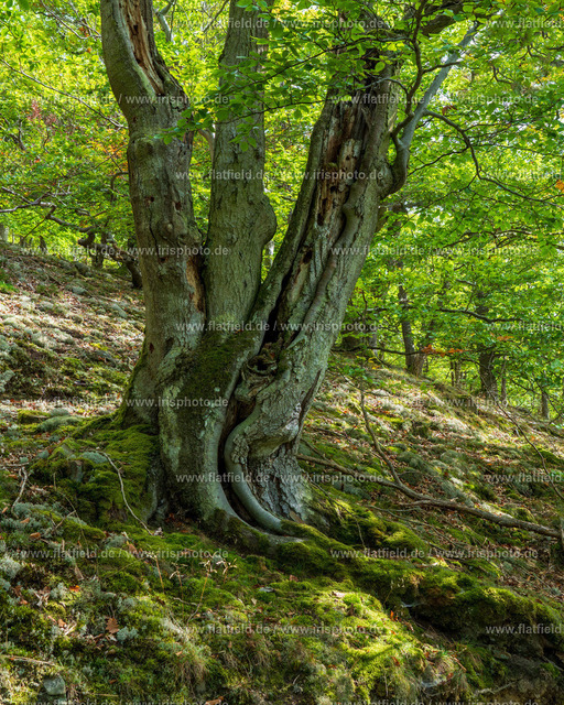 Baumskulptur | Kellerwald