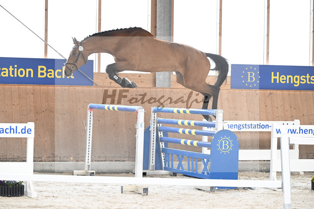 Kat-Nr. 92 C-Simba v. Camargo_Juenger GbR_5251613 | hf-fotografie - Realisiert mit Pictrs.com