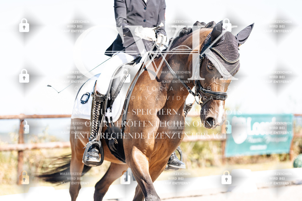 CK909606 | Turnierfotografie Pferdefotografie Trier Rheinland-Pfalz Pferdesport Reitsport Tierfotografie Sportfotografie Pferdevideo Pferdevideografie Equestrianvideography equestrianphotography  - Realisiert mit Pictrs.com