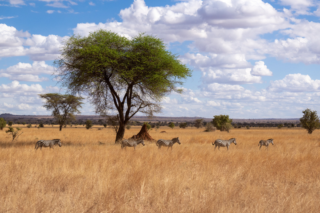 Tarangire Nationalpark - 26. September 2022 | Zebras im Tarangire Nationalpark.
Bild: Sportfotografie Markus Aeschimann | www.markus-aeschimann.ch - Realisiert mit Pictrs.com