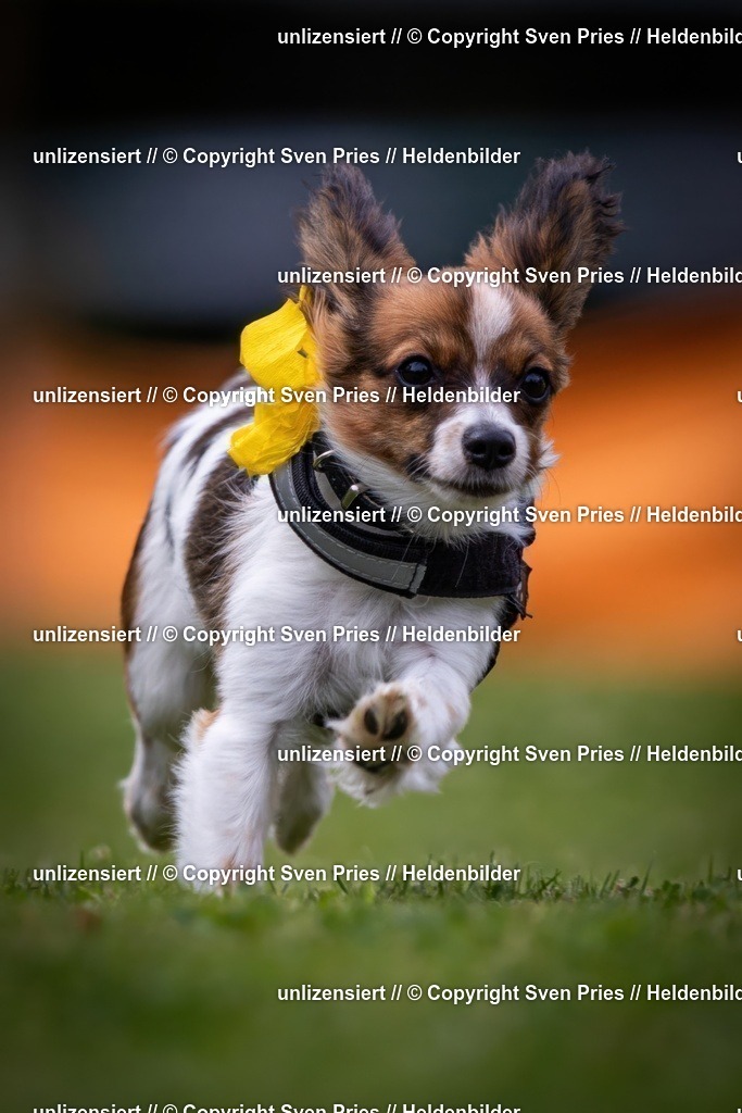 Sven Pries | 19. Allgemeines Hunderennen Karlsruhe Durlach - Realisiert mit Pictrs.com