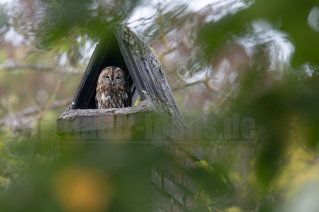 R5M29970_20261004 | Ein Waldkauz (Strix aluco) ruht tagsüber in einem Schornstein auf einem Dach, umgeben von unscharfem grünen Laub. Der Vogel blickt aufmerksam aus seinem Versteck. Waldkäuze sind nachtaktive Eulen, die oft in der Nähe menschlicher Siedlungen und in Wäldern vorkommen. Sie nutzen gerne Baumhöhlen oder, wie hier, geschützte Nischen an Gebäuden als Tagesversteck. - Realisiert mit Pictrs.com