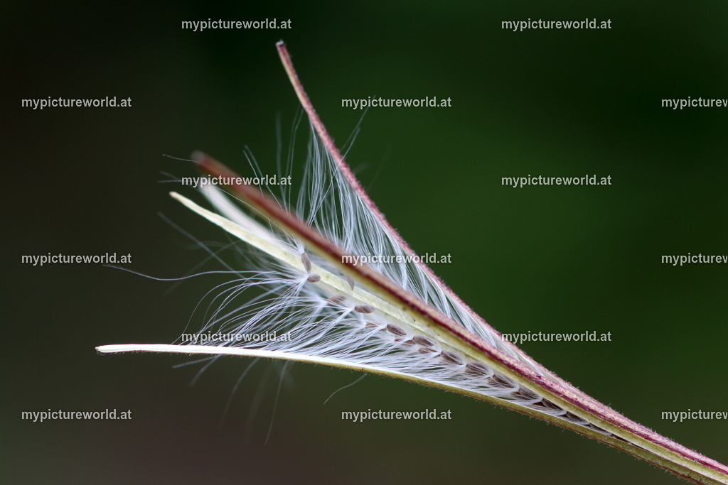 Berg-Weidenröschen-010 | Das Bilderarchiv über Tiere, Planzen und Landschaften. In der Bilddatenbank finden Sie ein große Auswahl an hochwertigen Bilder für Ihre Werbung - Realisiert mit Pictrs.com