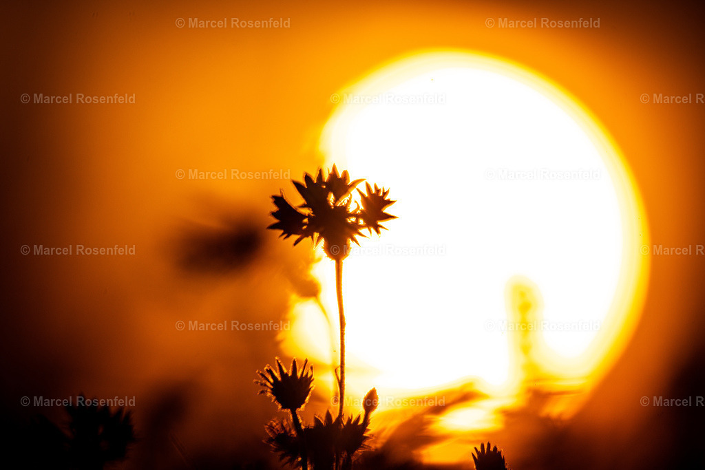 _DSC5873 | foto-rosenfeld