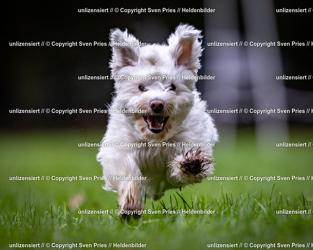 Sven Pries | 2024-10-19 - Hunderennen Ober-Grombach - Realisiert mit Pictrs.com