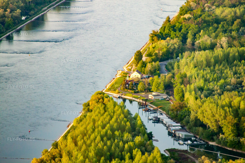 Luftbild: Auer Altrhein in Au am Rhein im Bundesland Baden-Württemberg in Deutschland. Foto: IMG_27003.jpg vom 28.04.2010 durch Werner Riehm/FLY-FOTO.de
