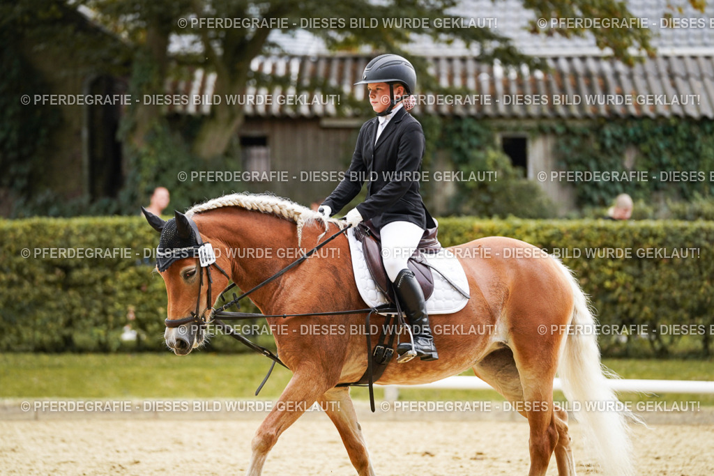 DSC00591 | Pferdegrafie