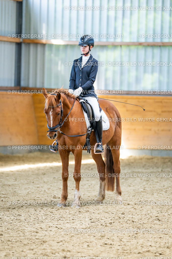 DSC03452 | Pferdegrafie