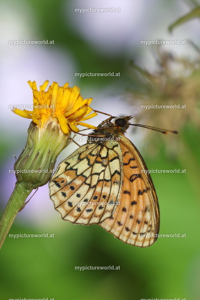 Brenthis hecate-007 | Das Bilderarchiv über Tiere, Planzen und Landschaften. In der Bilddatenbank finden Sie ein große Auswahl an hochwertigen Bilder für Ihre Werbung - Realisiert mit Pictrs.com