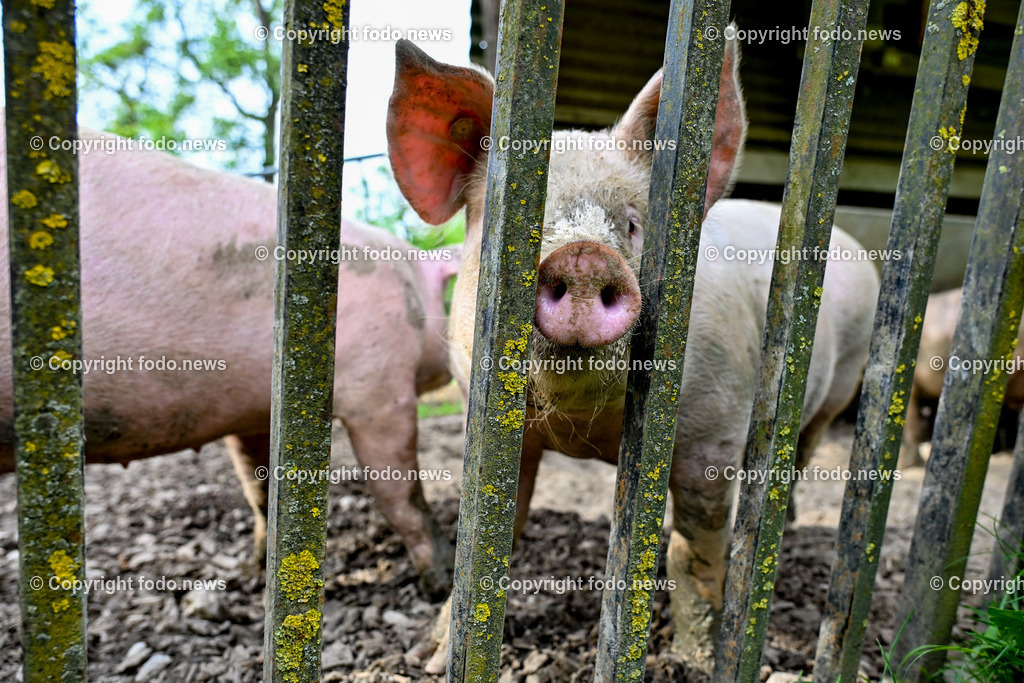 Thening_ Obstbauer Hirschvogel_ 07.05.2024-33 | 07.05.2024, Thening, AUT, Obstbauer Hirschvogel, im Bild Schweine, Freilandhaltung am Hof Hirschvogel