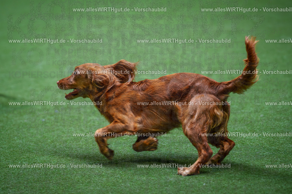 @allesWIRTHgut_Tierfotografie - www.allesWIRTHgut.de - 2604251117-7R500106 | Professionelle Tierfotografie in Mönchengladbach von Daniel Wirth (allesWIRTHgut). Liebevolle & natürliche Bilder von Hunden & Katzen für unvergessliche Erinnerungen.