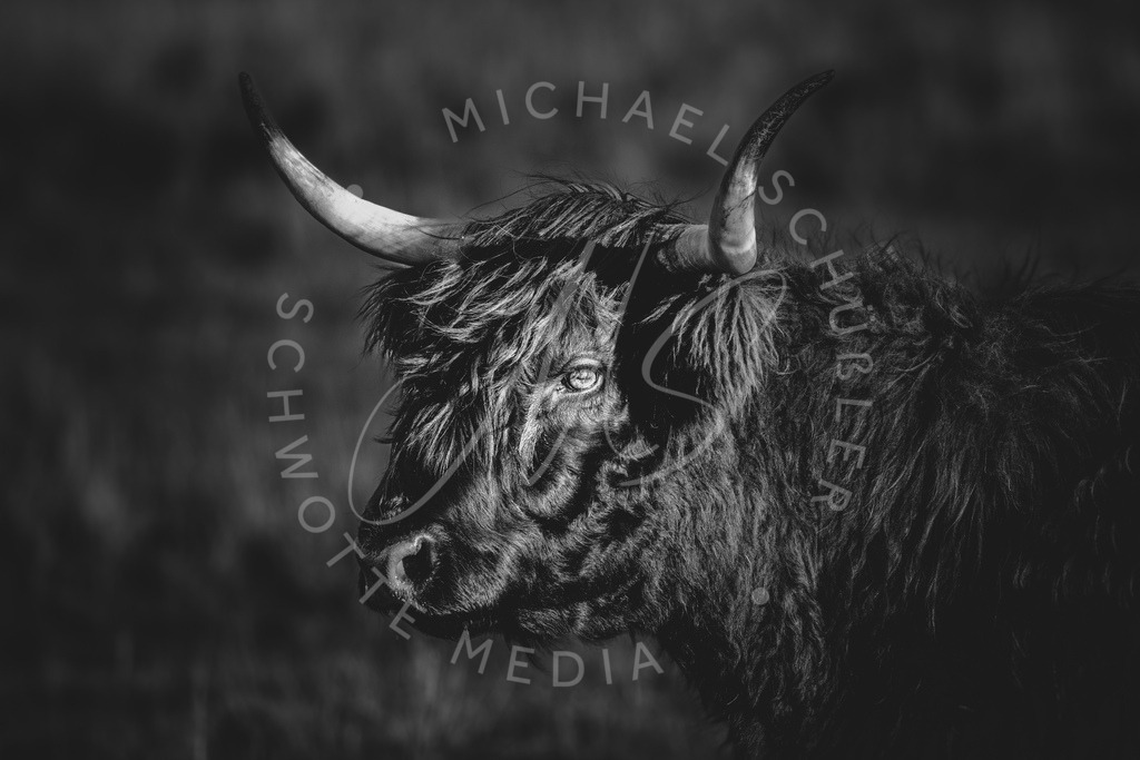 2023-10-12 SPO Boehl 024 | Schwotte Media - Realisiert mit Pictrs.com