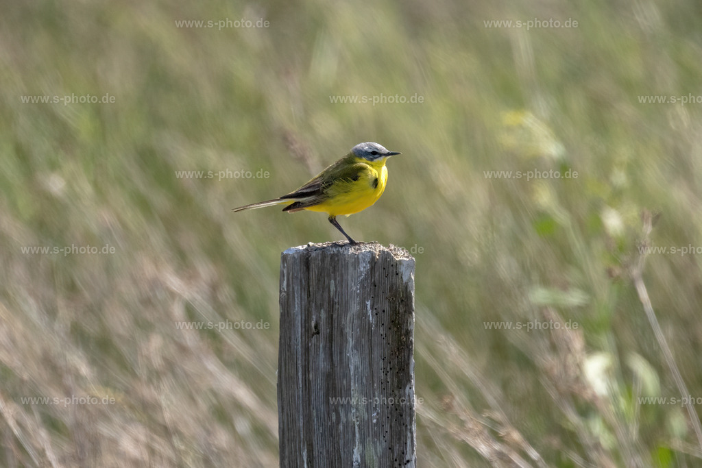 Die Schafstelze | im Naturschutzgebiet - Realisiert mit Pictrs.com