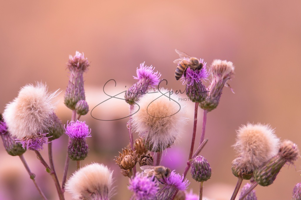 Biene auf Ackerkratz Distel | Simone Sperber, svb-photography,Fotografin,Bilddesignerin,Naturfotografie,Macrofotografie,Tierfotografie,Wildtierfotografie,Ausstellungen,Auftragsfotografie,Kunst,Art,Photographer,Shootings,Bildberatbeitung,Galerie,Shop